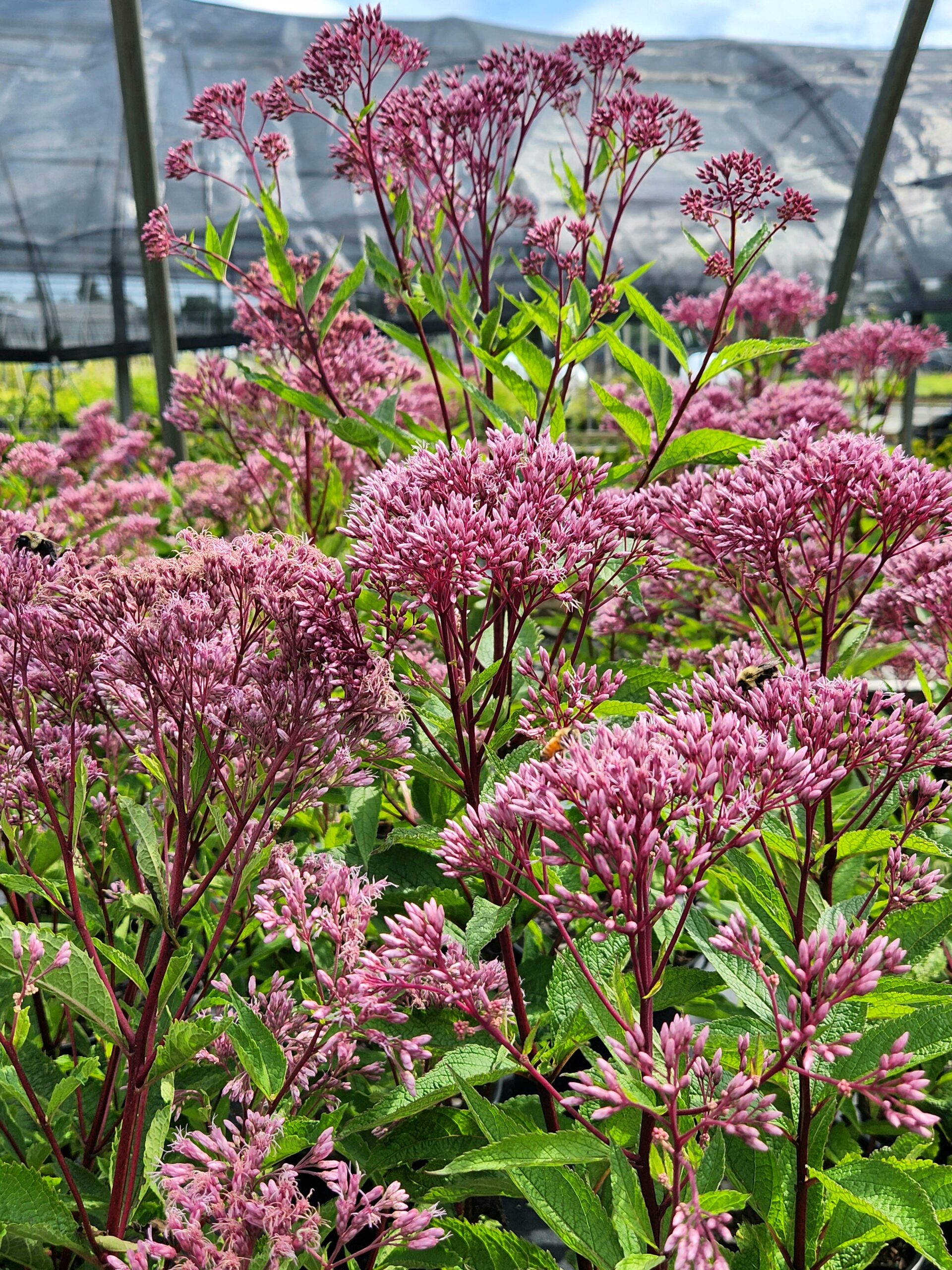 EUPATORIUM dubium 'Baby Joe' PP20320