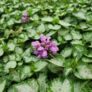 LAMIUM maculatum 'Purple Dragon'