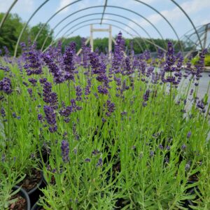 LAVANDULA angustifolia 'Big Time Blue' PP24827