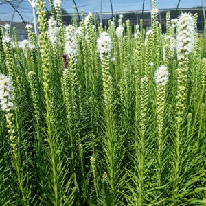 LIATRIS spicata 'Floristan White'