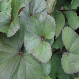 LIGULARIA dentata 'Desdemona'