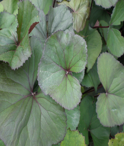 LIGULARIA dentata 'Desdemona'