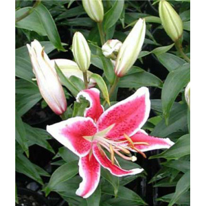 LILIUM oriental 'After Eight' PPAF