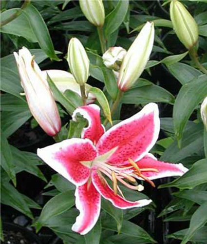 LILIUM oriental 'After Eight' PPAF