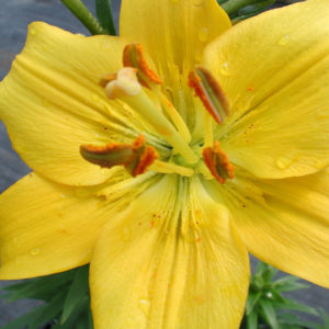 LILIUM asiatic pixie 'Tiny Bee' PP16255