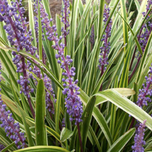 LIRIOPE muscari 'Variegata'