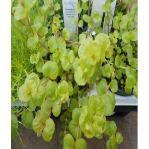 LYSIMACHIA nummularia 'Aurea'