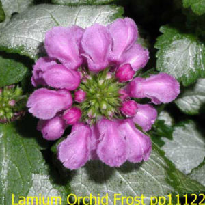 LAMIUM maculatum 'Orchid Frost' PP11122