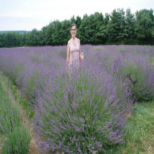 LAVANDULA x intermedia Phenomenal&trade;