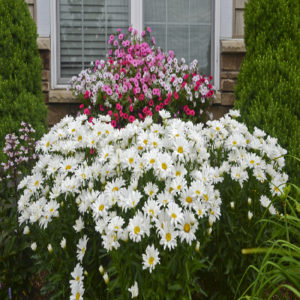 LEUCANTHEMUM superbum DAISY MAY&reg; PP21914