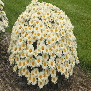 LEUCANTHEMUM superbum 'Whoops-a-Daisy' PP27259
