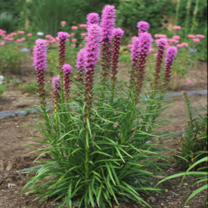 LIATRIS spicata 'Kobold'