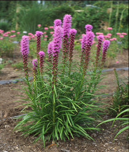 LIATRIS spicata 'Kobold'