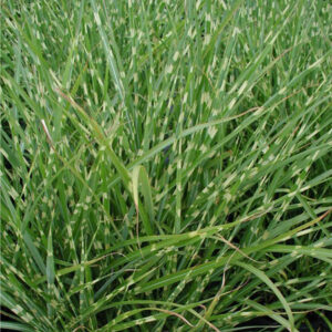 MISCANTHUS sinensis 'Strictus'