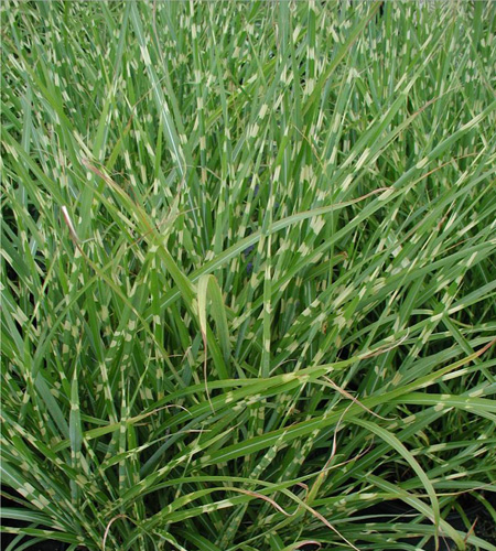 MISCANTHUS sinensis 'Strictus'