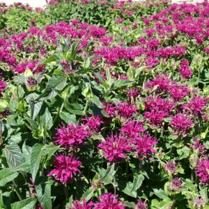 MONARDA SUGAR BUZZ&trade; 'Grape Gumball' PP27498