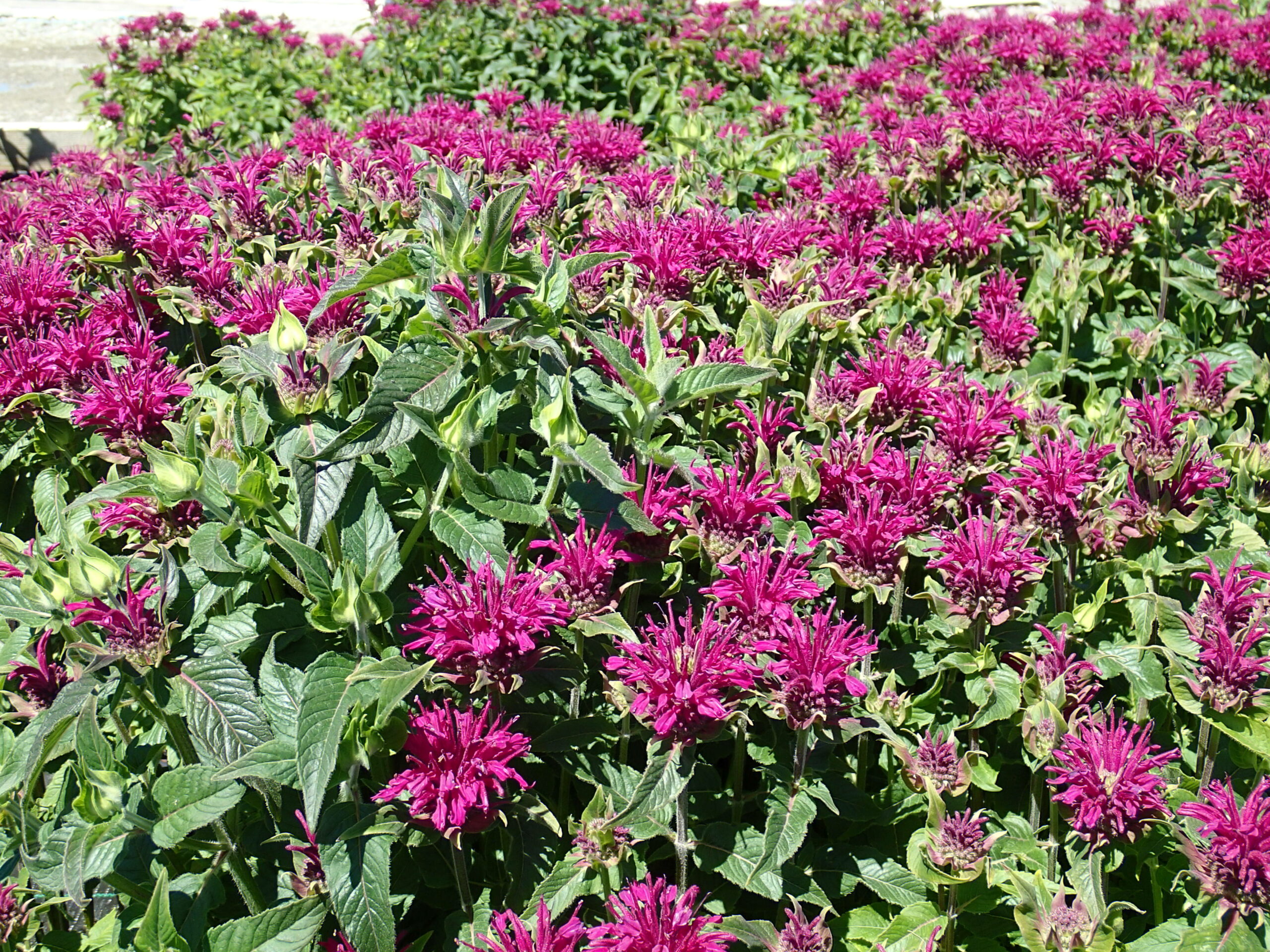 MONARDA SUGAR BUZZ™ 'Grape Gumball' PP27498