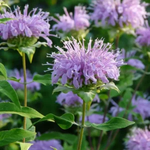 MONARDA fistulosa
