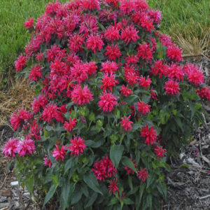 MONARDA SUGAR BUZZ&trade; 'Cherry Pops' PP27618