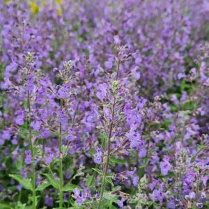 NEPETA Junior Walker&trade; PP23074