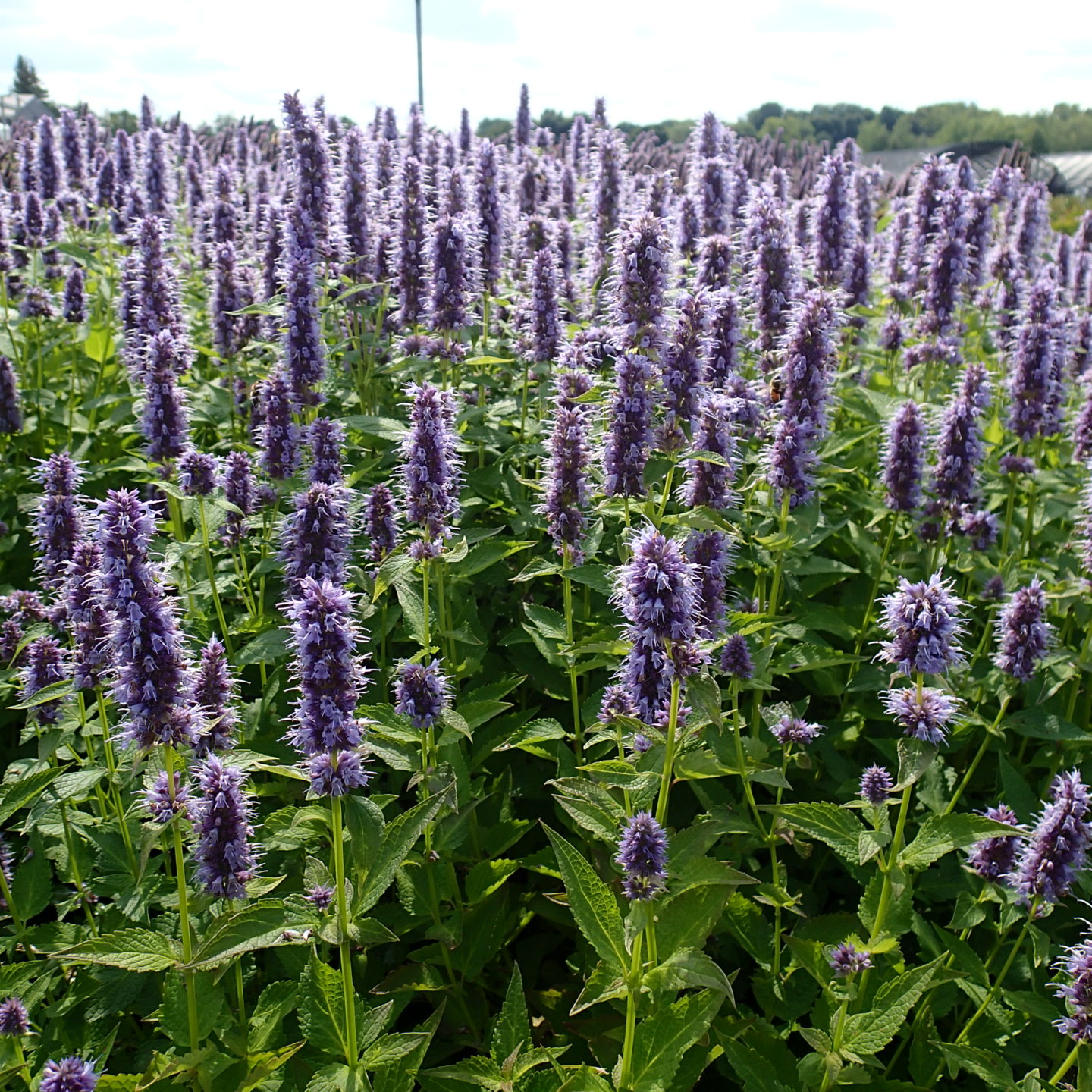 NEPETA x faassenii 'Purrsian Blue' PP24788