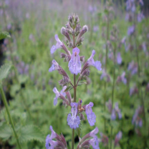NEPETA x faassenii 'Blue Wonder'