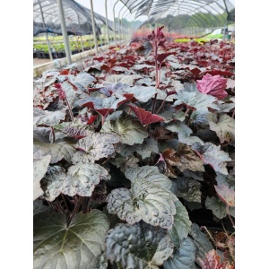 HEUCHERA 'Palace Purple'