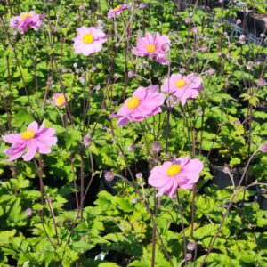 ANEMONE x 'Pamina'