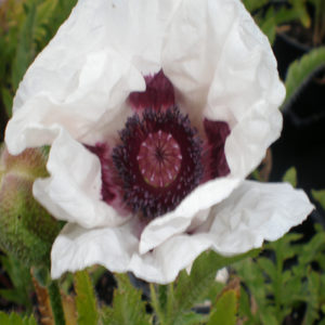 PAPAVER orientale 'Royal Wedding'