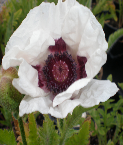 PAPAVER orientale 'Royal Wedding'