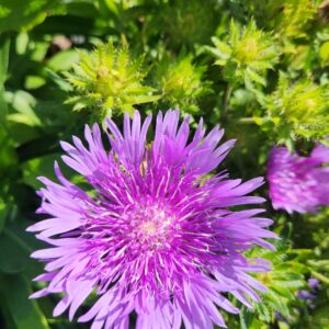 STOKESIA laevis 'Peachie's Pick'