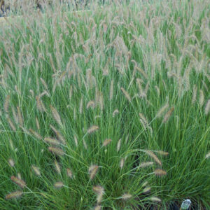 PENNISETUM alopecuroides 'Piglet' PP19074