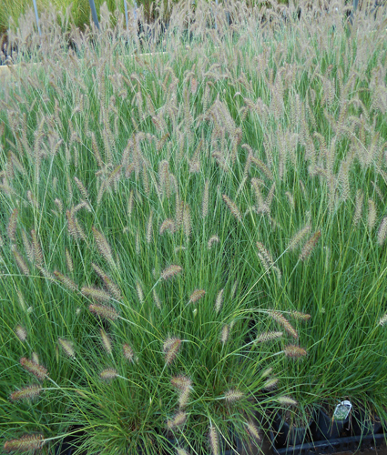 PENNISETUM alopecuroides 'Piglet' PP19074