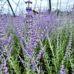 PEROVSKIA atriplicifolia 'Little Spire' PP11643