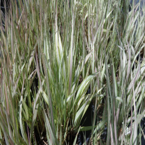 PHALARIS arundinacea 'Strawberries and Cream'