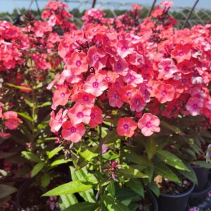 PHLOX paniculata 'Glamour Girl' PP25778