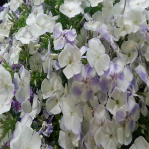 PHLOX paniculata FLAME&reg; 'Blue'