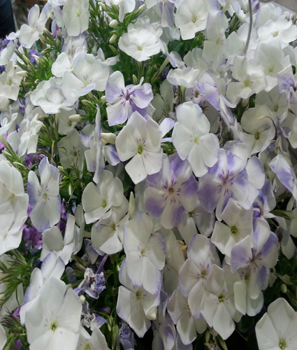 PHLOX paniculata FLAME® 'Blue'