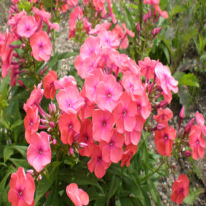 PHLOX paniculata FLAME® 'Coral' PP22234