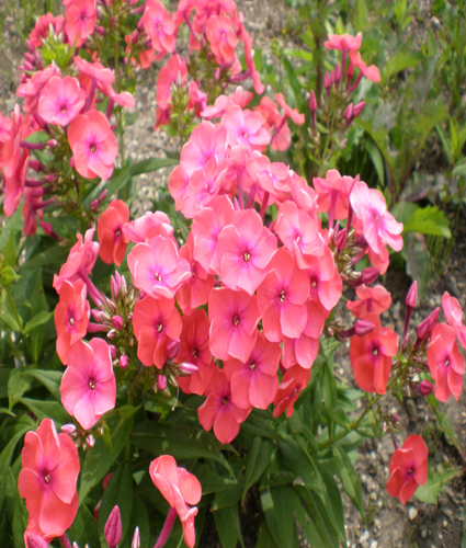 PHLOX paniculata FLAME® 'Coral' PP22234