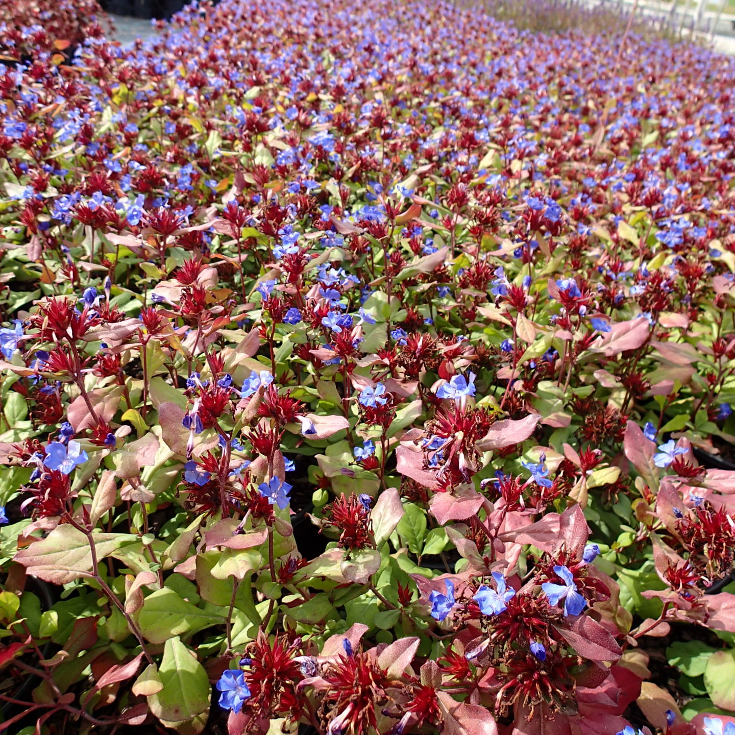 CERATOSTIGMA plumbaginoides