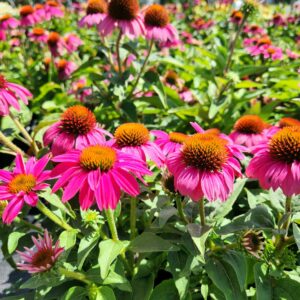 ECHINACEA 'PowWow Wildberry'