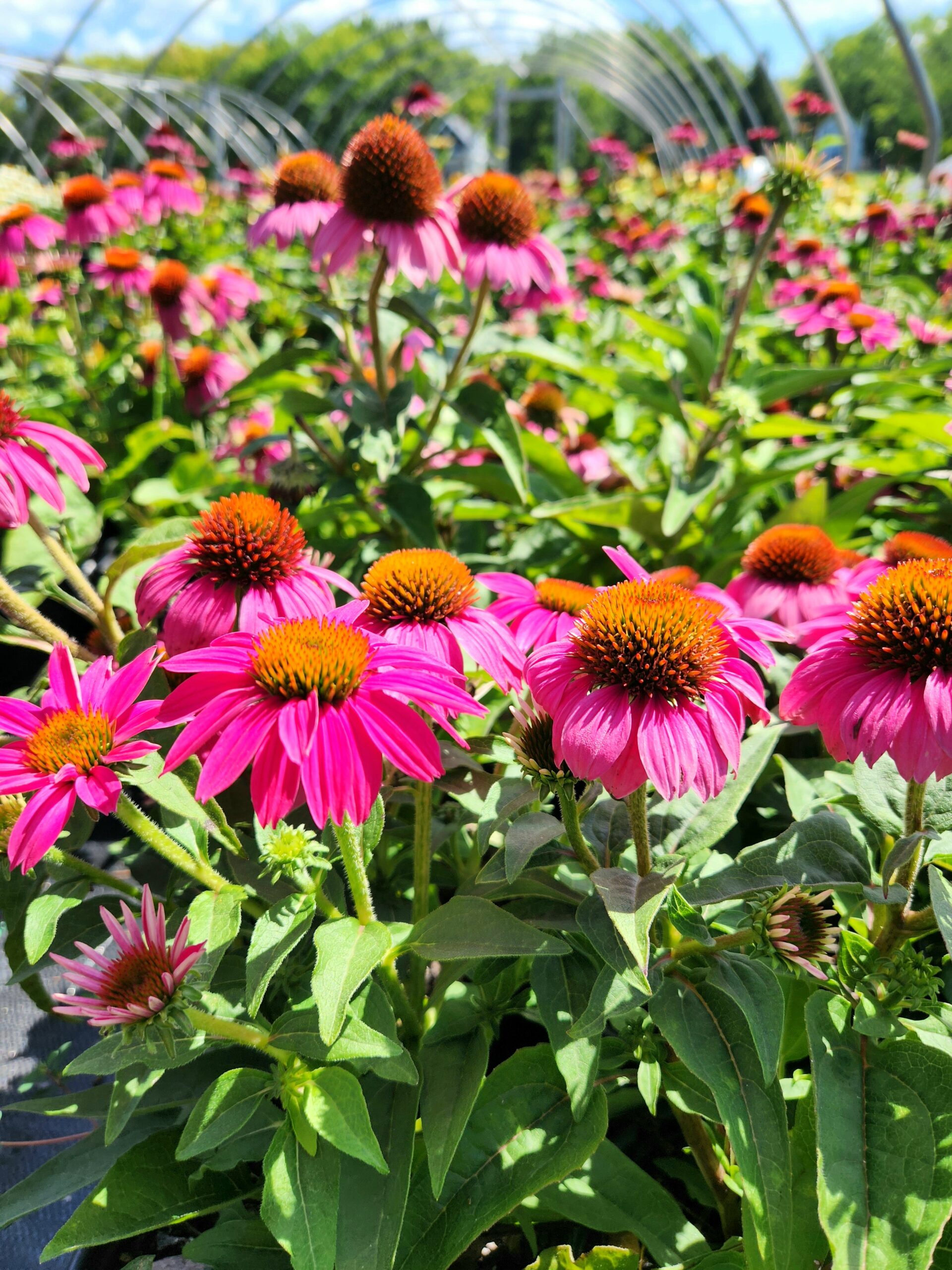 ECHINACEA 'PowWow Wildberry'