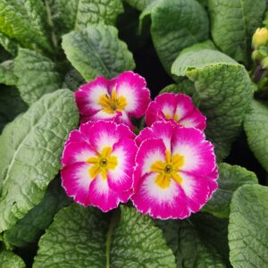 PRIMULA x polyanthus 'Supernova Mix'