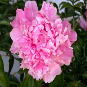 PAEONIA 'Dr. Alex Fleming'