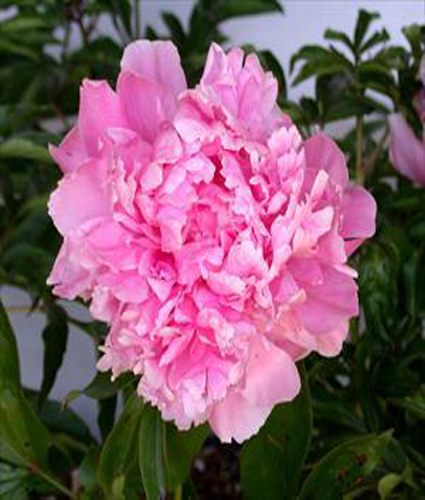 PAEONIA 'Dr. Alex Fleming'