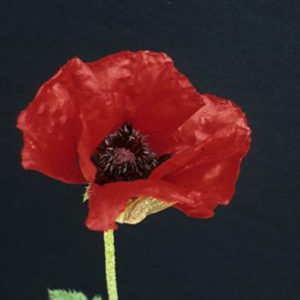 PAPAVER orientale 'Beauty of Livermere'