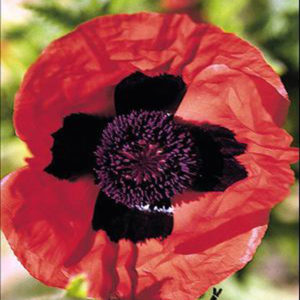PAPAVER orientale 'Brilliant'