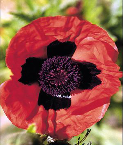 PAPAVER orientale 'Brilliant'