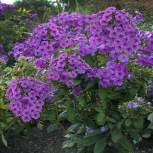PHLOX paniculata FLAME® 'Purple' PP12605